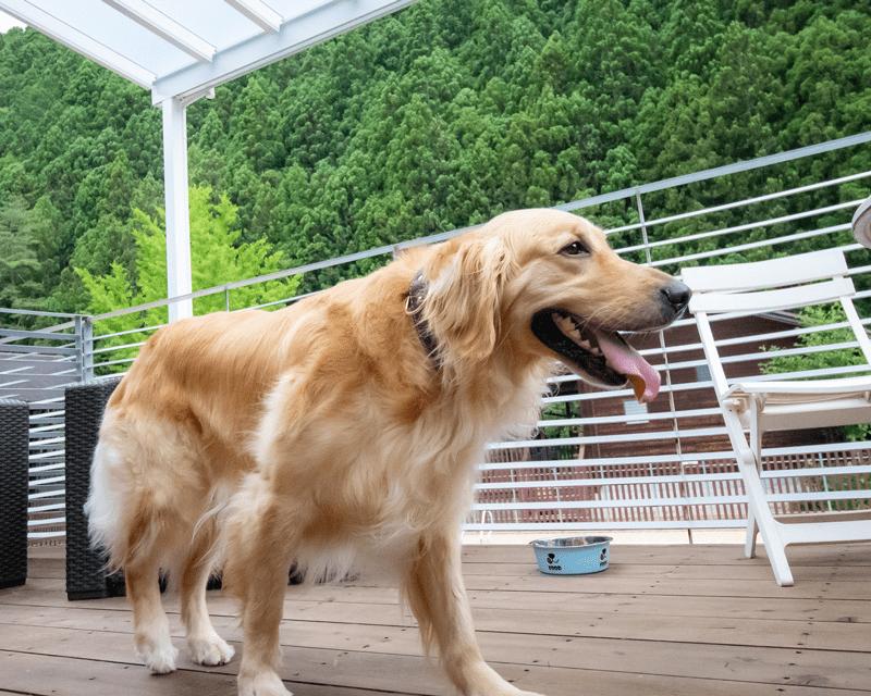 愛犬と楽しむ イメージ