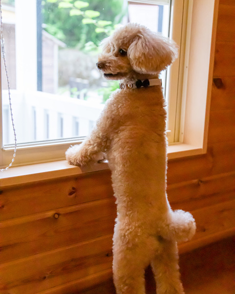 愛犬と楽しむ イメージ