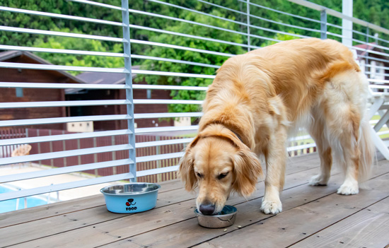 愛犬と一緒にBBQ
