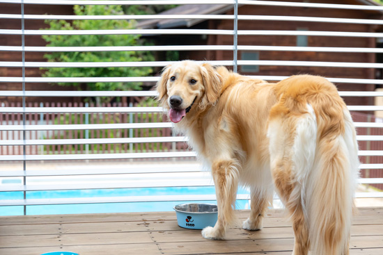 愛犬と一緒にBBQ